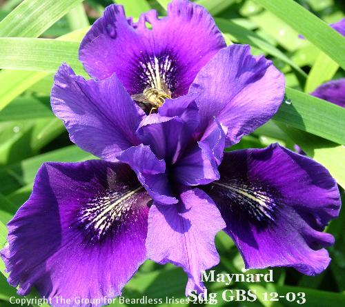 Maynard Sdg GBS 12-03 (3)